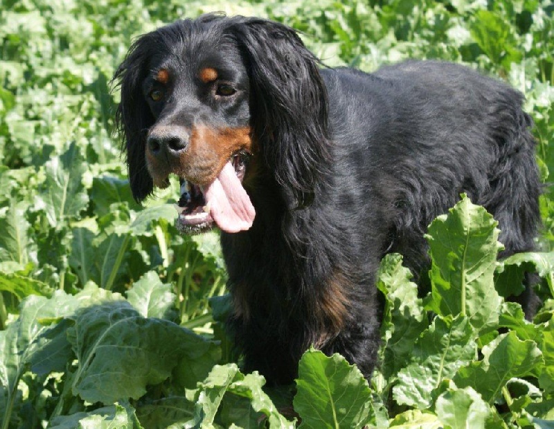 Les Setter Gordon de l'affixe De la chaume rigault