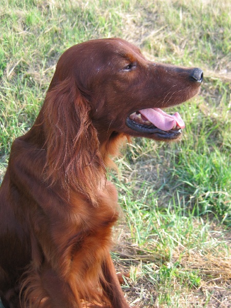 Omiya De la chaume rigault