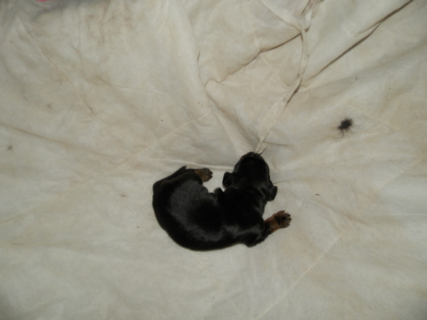 De la chaume rigault - Chiots disponibles - Setter Gordon