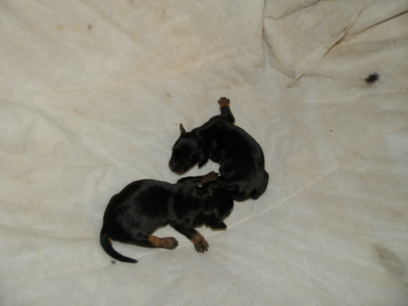 De la chaume rigault - Chiots disponibles - Setter Gordon
