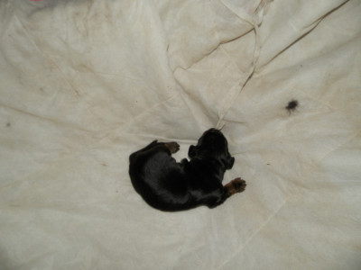 Chiot N°1