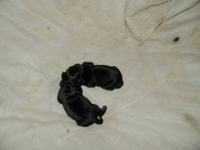 Chiot N°4