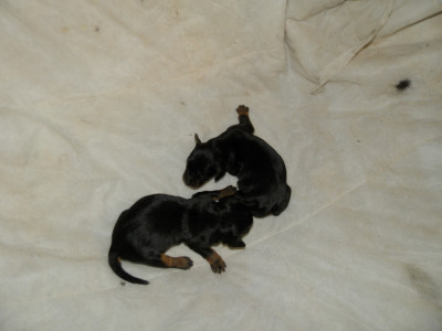 Chiot N°5